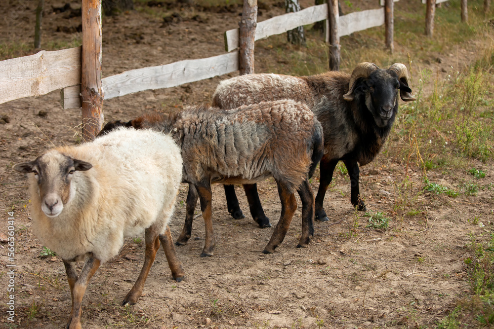 Fototapeta premium Sheep animal with spiral horns. Countryside rural area.