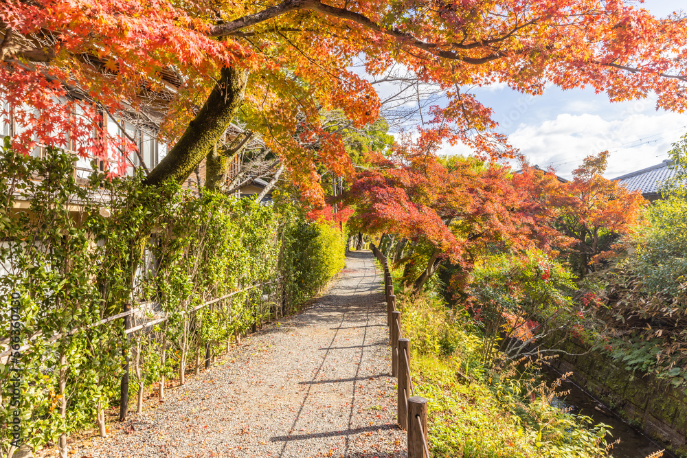 Naklejka premium 京都嵯峨野 大覚寺の紅葉 