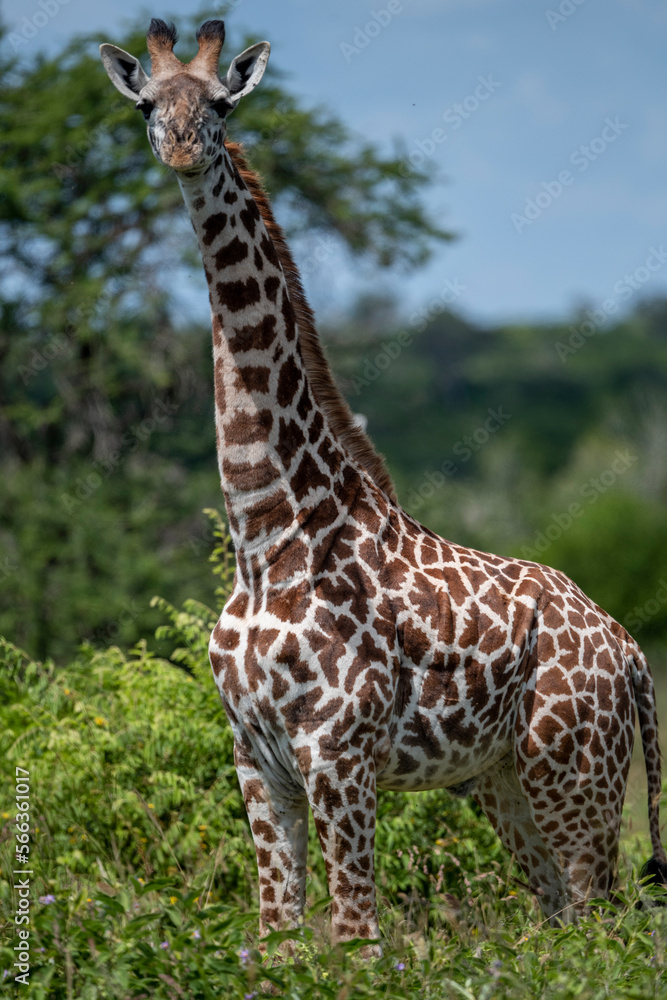 Africa - Giraffe among trees in Kenya National Park. Africa - Giraffe among trees in Kenya National Park.