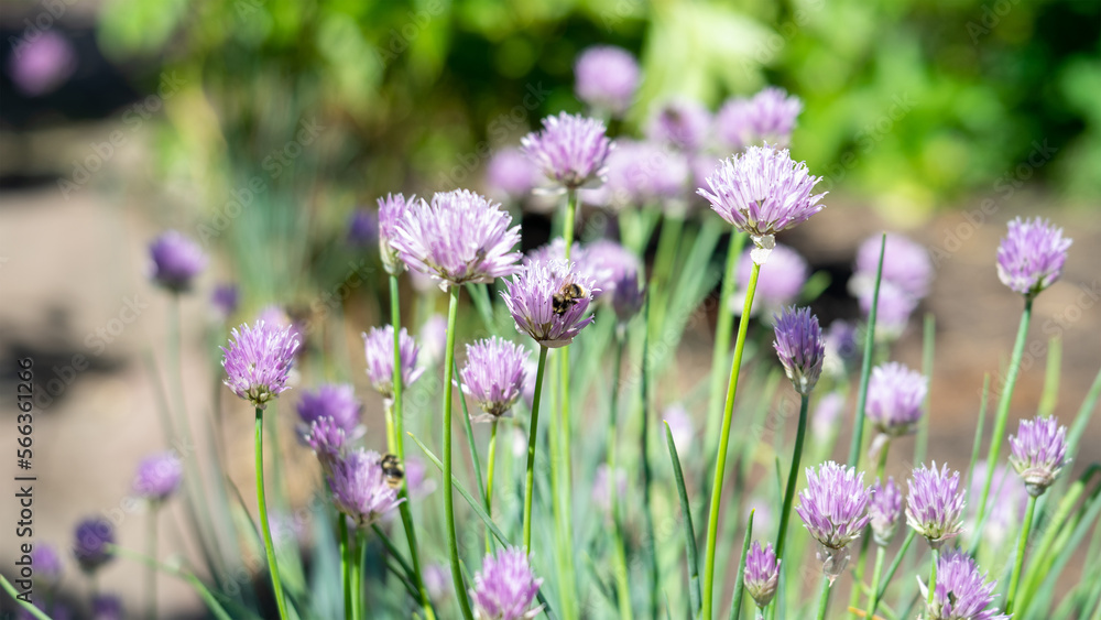 Bee or wasp sits on lilac or purple flower of ornamental green onion. Growing herbs for vegetable salads. Gardening in summer Bee or wasp sits on lilac or purple flower of ornamental green onion. Growing herbs for vegetable salads. Gardening in summer