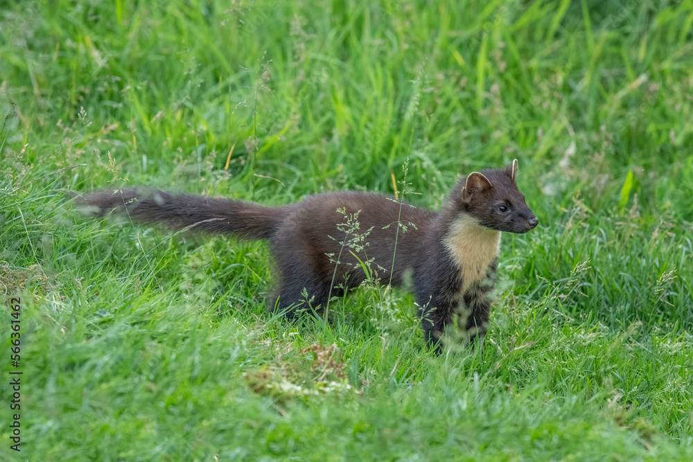Fototapeta premium pine marten, Martes martes, on the grass in Scotland in the summer