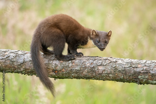 pine marten, Martes martes, on a tree in Scotland in the summer