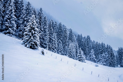 snowy trees in the allgäu, bavaria, germany
