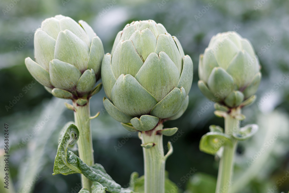 Fototapeta premium Artichokes growing in an agricultural field, healthy eating