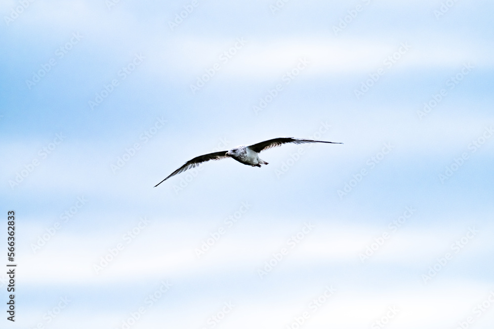 Seagull flying in the cloudy irish sky Seagull flying in the cloudy irish sky
