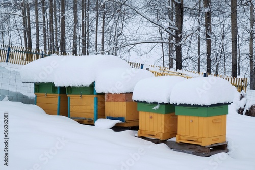 Colorful wooden beehives covered with snow on a winter day