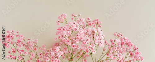 Flowers background banner.Pink gypsophila flowers or baby's breath flowers close up on beige background selective focus . Copy space. Poster. photo