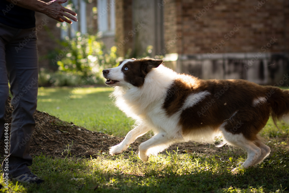 Running Dog