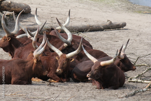 a group of brown ankole longhorns is lying together in a sandy field in a wildlife park in summer photo