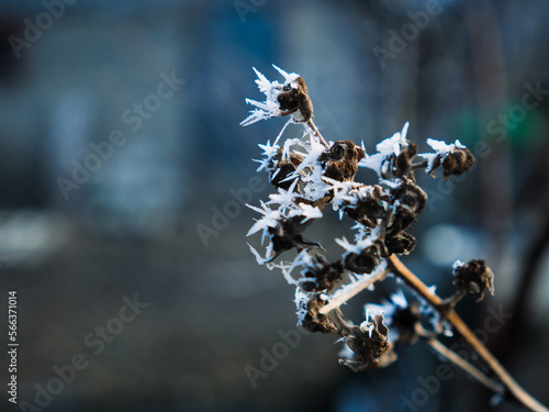 frost covered branches. a dry branch is covered with frost. dry grass with snow close-up.