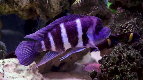 Cyphotilapia frontosa fish called in front cichlid in aquarium, 4k video photo