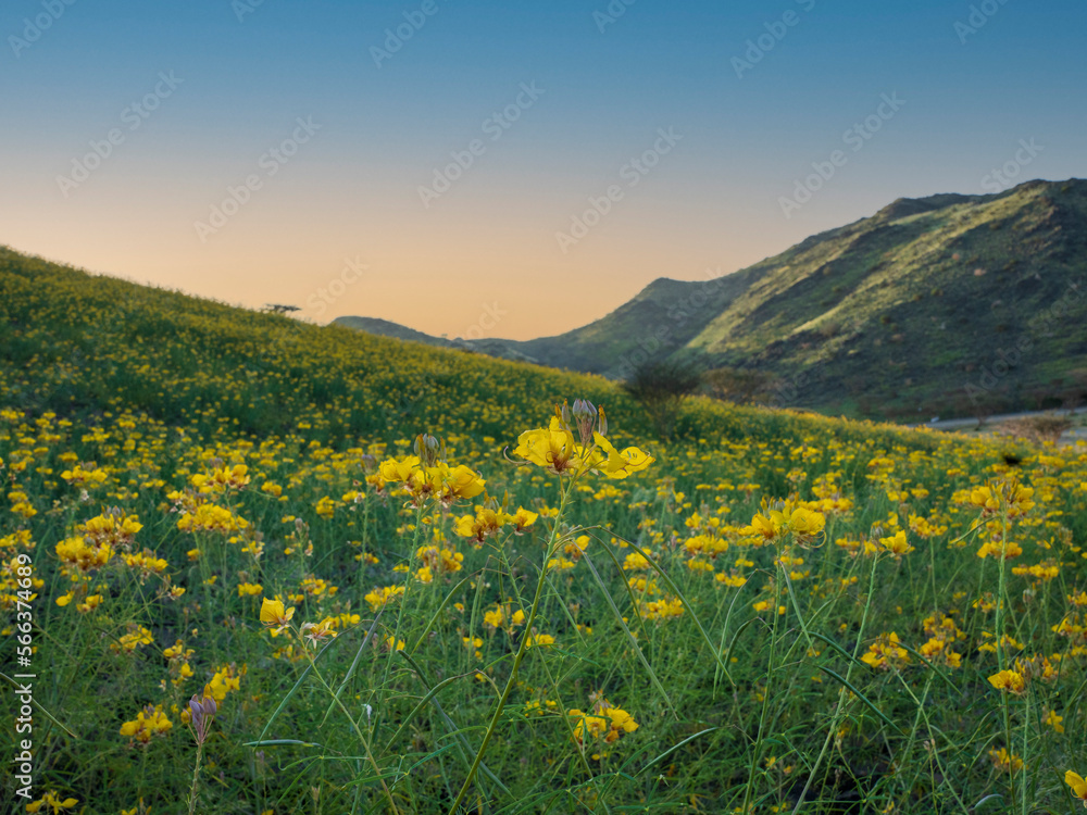 dry mountains are change to spring season with yellow flower in saudi arabian desert 