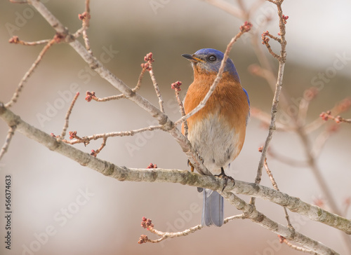 Male Bluebird 2022
