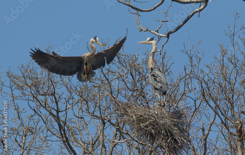Great Blue Heron in nest with young