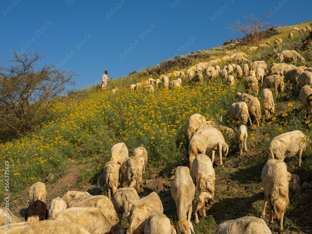 Fototapeta premium goat with green mountains in saudi arabai