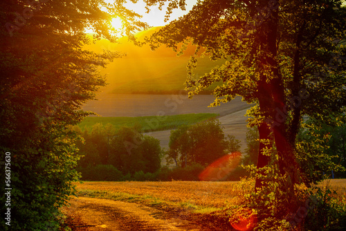 autumn morning in the forest