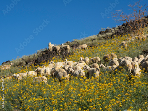 goat with green mountains in saudi arabai photo