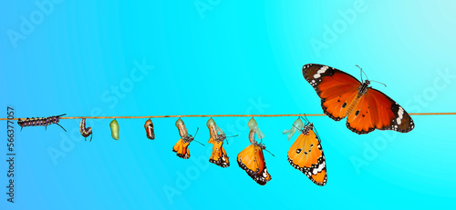 Amazing moment . caterpillar, Large tropical butterfly hatch from the pupa, and emerging with clipping path. Concept transformation of Butterfly