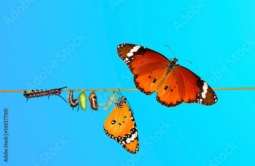 Amazing moment . caterpillar, Large tropical butterfly hatch from the pupa, and emerging with clipping path. Concept transformation of Butterfly