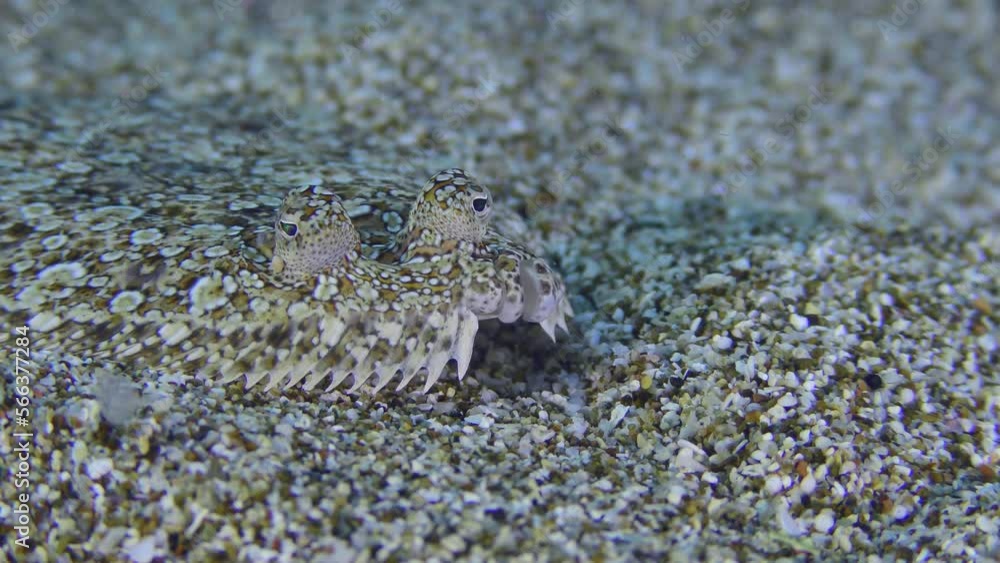 Wide eyed Flounder (Bothus podas) lies on sandy bottom, side view, then quickly floats out of frame, close-up. Mediterranean, Greece, Rhodes. Wide eyed Flounder (Bothus podas) lies on sandy bottom, side view, then quickly floats out of frame, close-up. Mediterranean, Greece, Rhodes.
