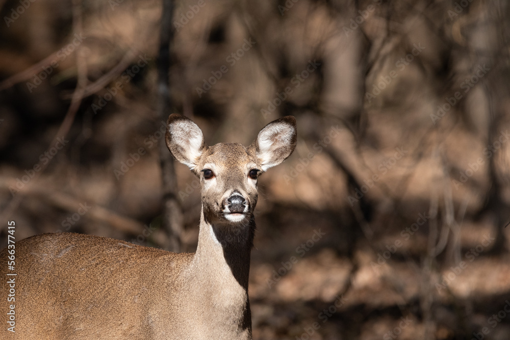 Portrait of a White-tailed deer standing in the woods in winter