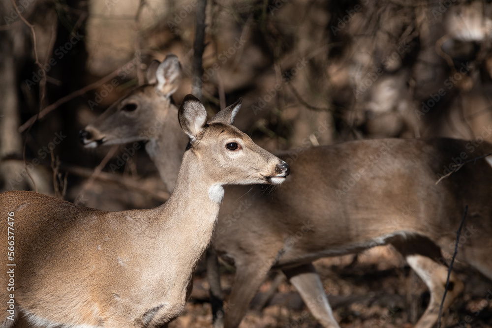 White-tailed deer passing one another in the woods White-tailed deer passing one another in the woods