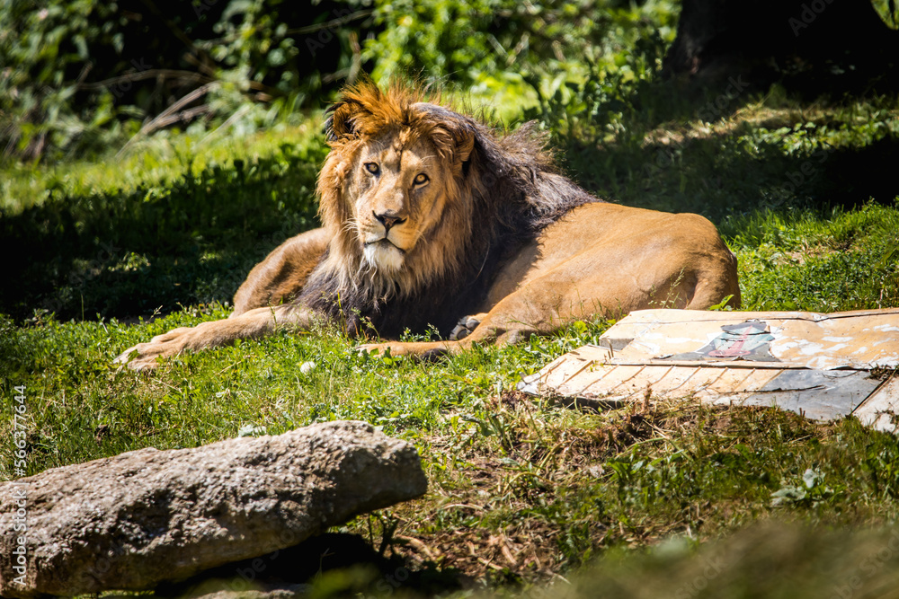 Obraz premium Relaxing lion