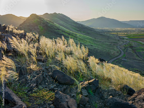 saudi arabian nature  landscape 