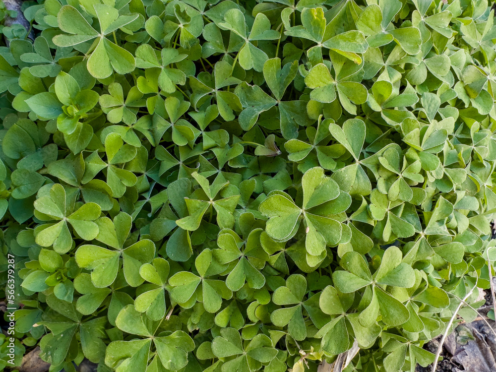 dense clover group and its details in nature dense clover group and its details in nature