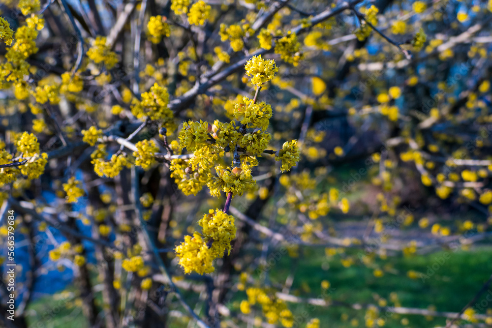 Japanische Kornelkirsche Cornus mas mit gelben Blüten im Frühjahr Japanische Kornelkirsche Cornus mas mit gelben Blüten im Frühjahr