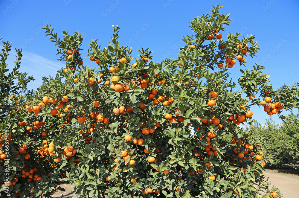 Tangerine tree - California