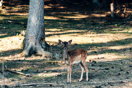 Spotted baby deer roaming and standing in the trees