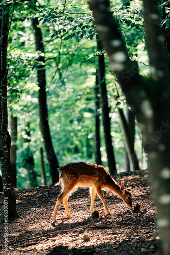 Spotted deer in its natural habitats, eats grass, early autumn