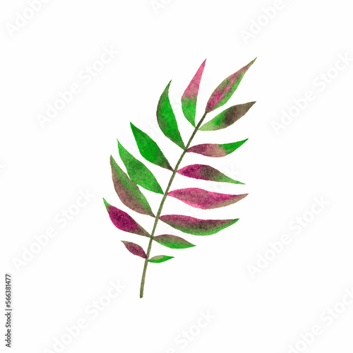 Green and pink leaf isolated on white background, watercolor illustration