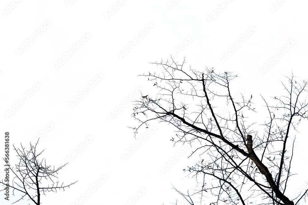 Seamless background photo of autumn trees without leaves. Branches cut out without background. Seamless background photo of autumn trees without leaves. Branches cut out without background.