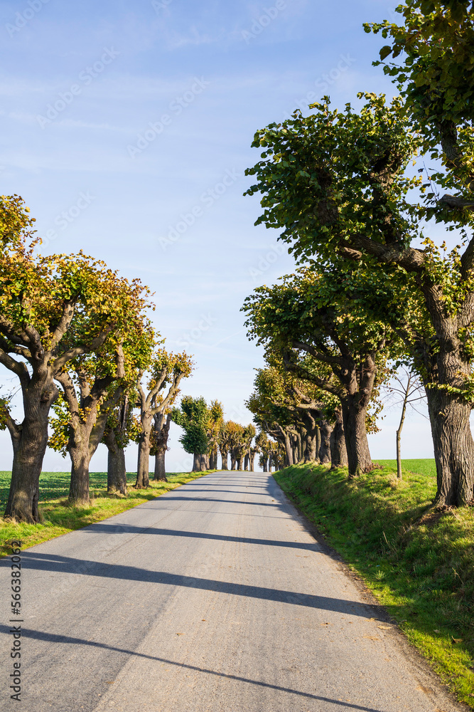 country road between trees and green fields in a rural landscape