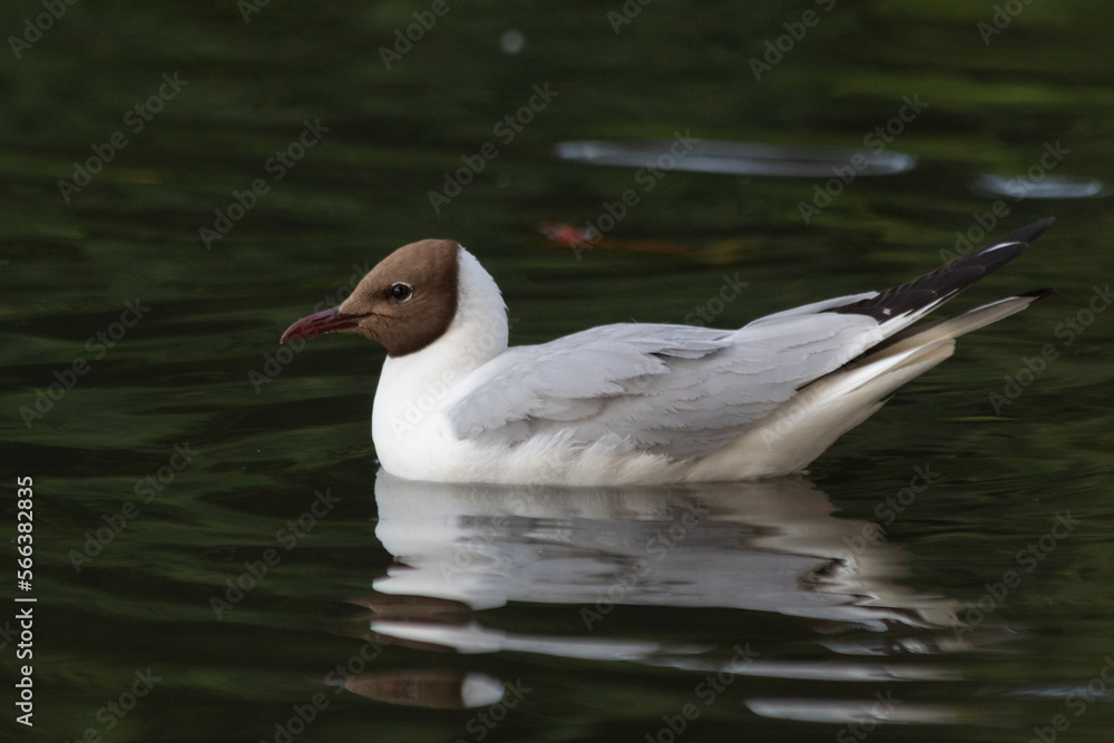 Stockholm, Sweden - July 19th 2022: Wildlife animal photography in a outdoor park: closeup view of a seagull swimming.