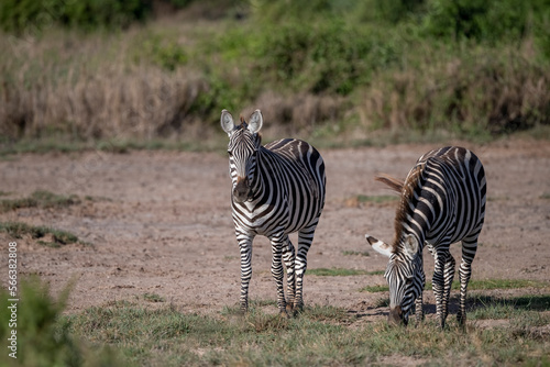 Zebra on African grassland  Kenya National Park