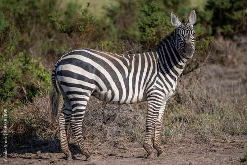 Zebra on African grassland  Kenya National Park