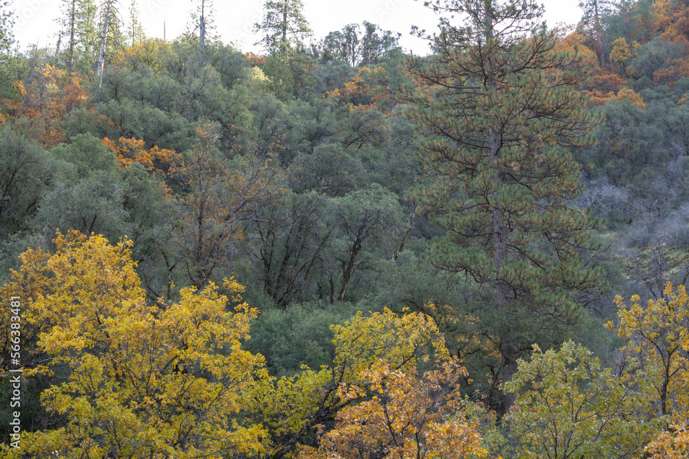 fall colored trees