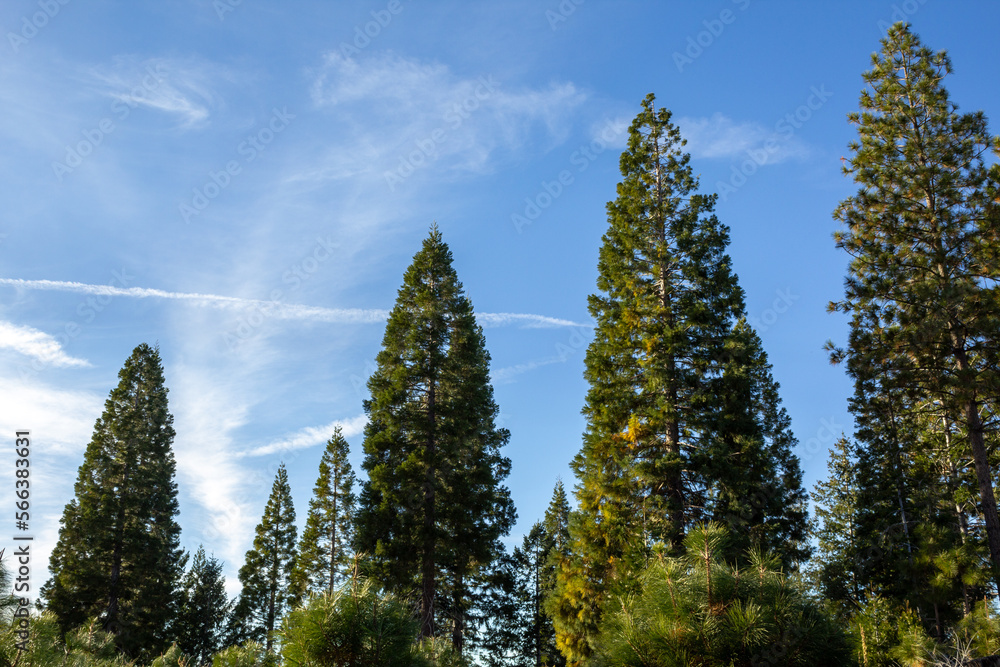 pine trees on top of a ridge