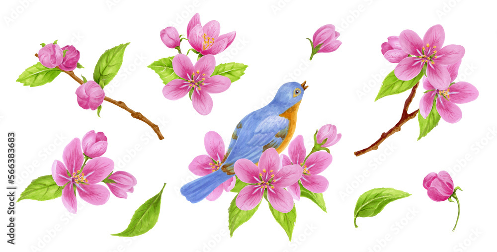 Fototapeta premium Set of spring elements consisting of apple tree flowers, buds, green leaves and bird sitting on branch. Watercolor clipart for greeting card or invitation.