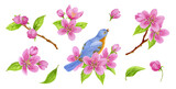 Set of spring elements consisting of apple tree flowers, buds, green leaves and bird sitting on branch. Watercolor clipart for greeting card or invitation.