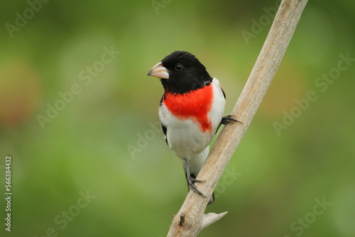 Male rose breasted grosbeak (Pheucticus ludovicianus)