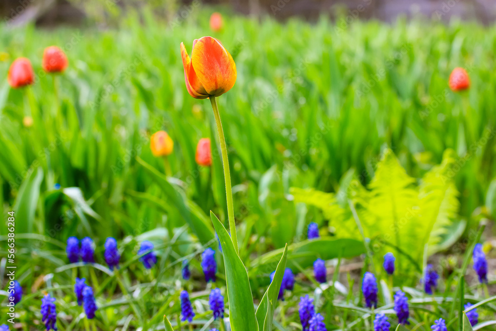 Blooming tulips on green natural background in spring formal garden. Seasonal bulb flowers plants blossoming outdoors in sunny warm day. Beautiful different flowers fresh buds in full bloom. Blooming tulips on green natural background in spring formal garden. Seasonal bulb flowers plants blossoming outdoors in sunny warm day. Beautiful different flowers fresh buds in full bloom.