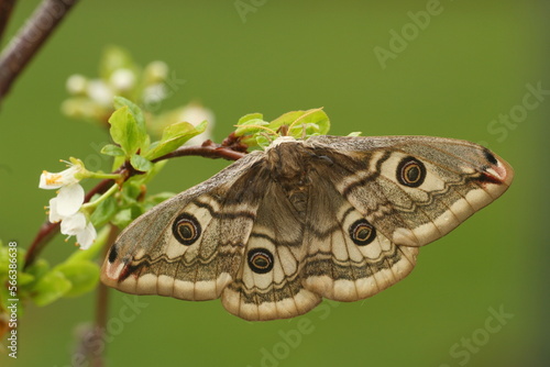  small emperor moth ( saturnia pavonia) moth photo