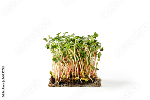 Sprouting Microgreens. Seed Germination at home. Microgreens. Micro green sprouts of radish isolated on white background.
