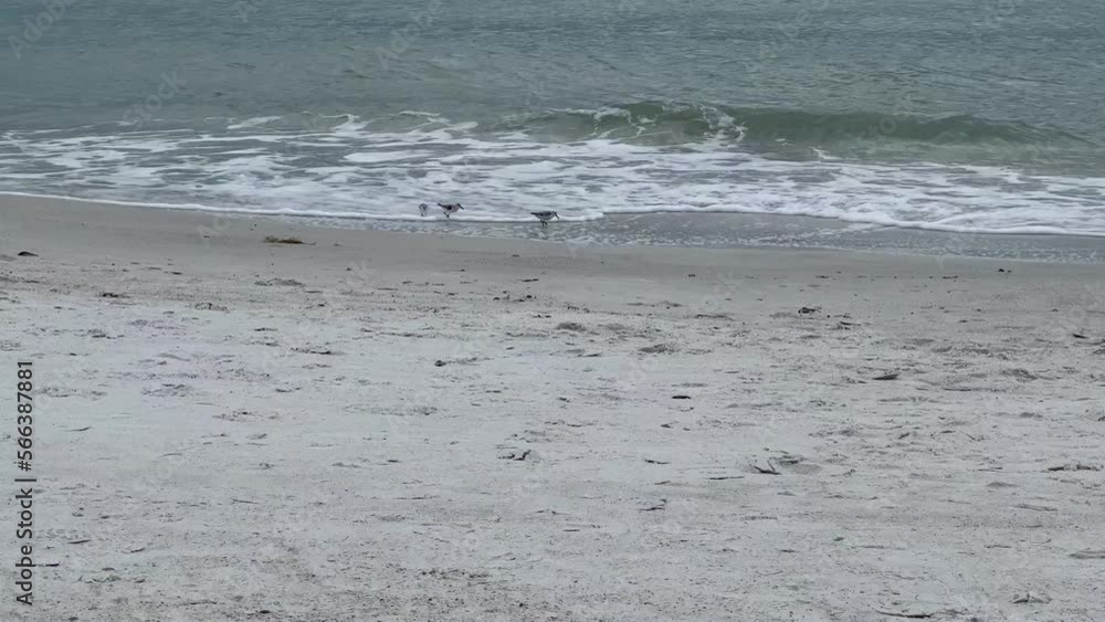 Three sanderling shore birds feeding at ocean edge waves Three sanderling shore birds feeding at ocean edge waves