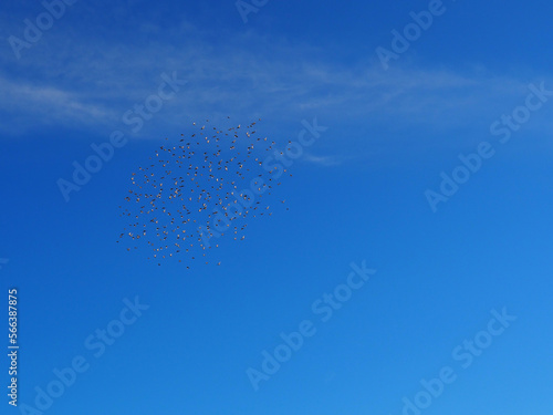 flock of small bird on a azure sky