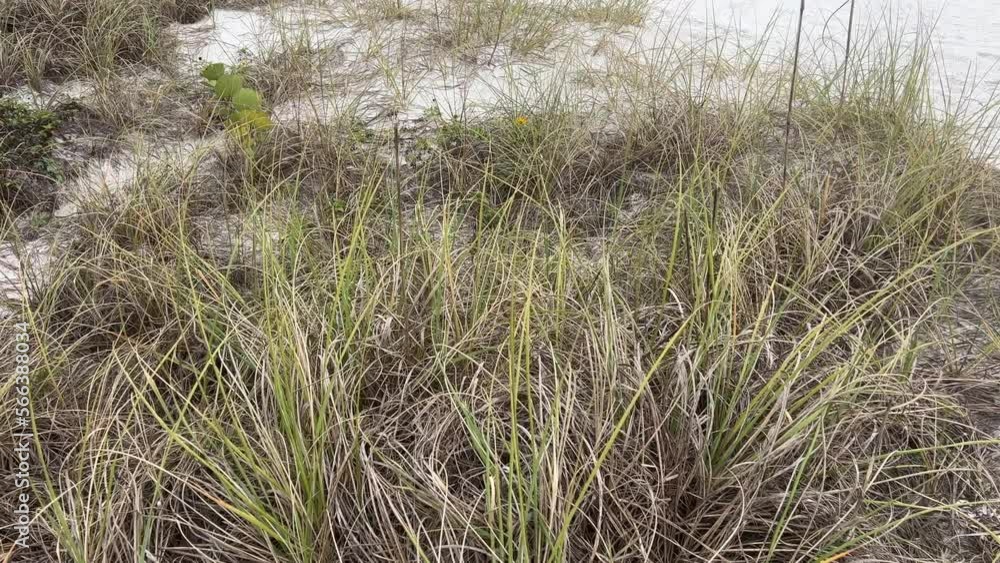 Beach grasses blowing in wind on white sand dune Beach grasses blowing in wind on white sand dune